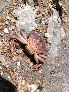 loctudy crab IMG_5487