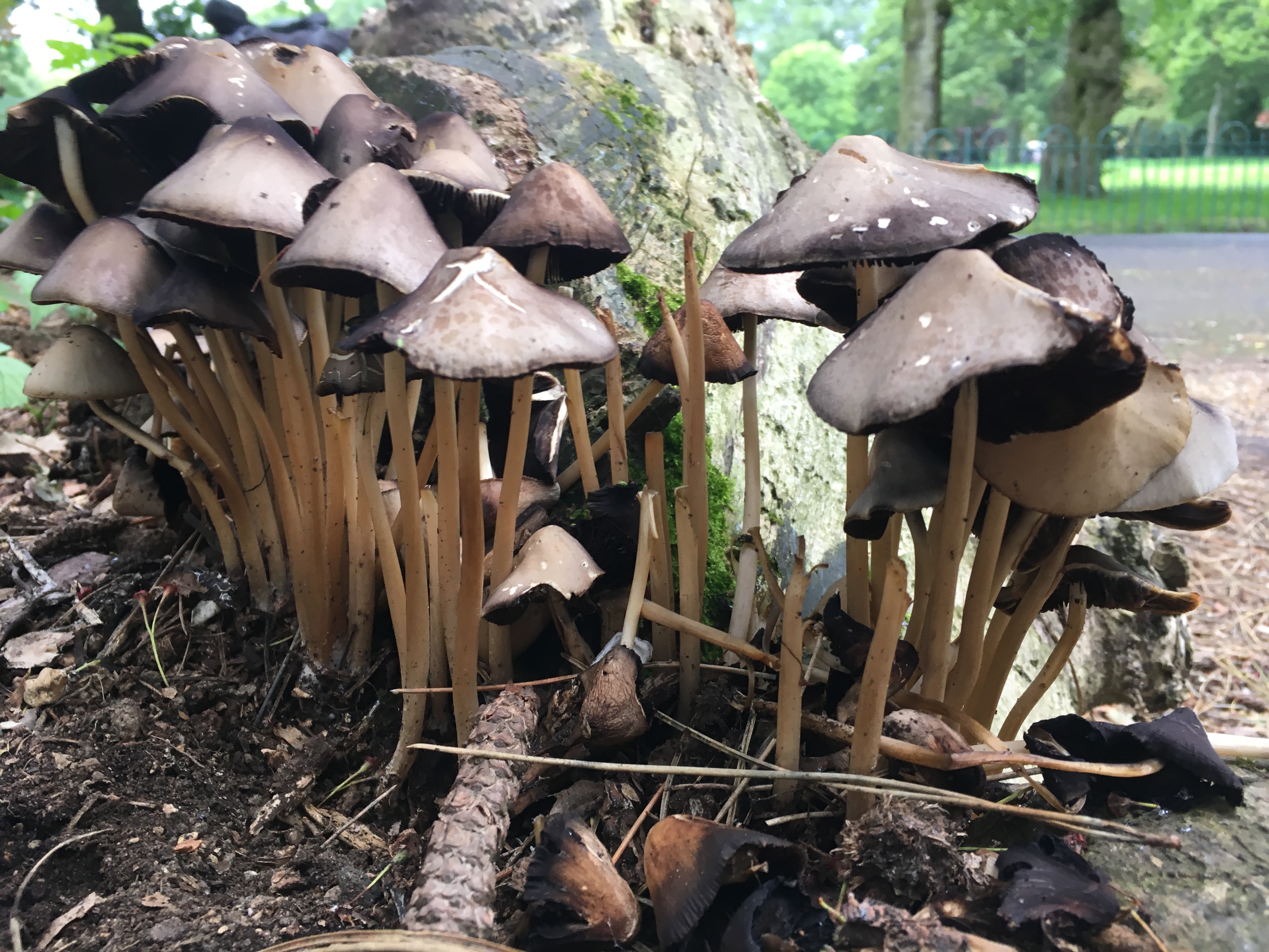 framework radio 694 IMG_4685